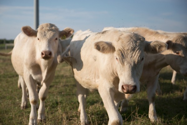 CHAROLAIS CATTLE - INDUSTRIA FRIGORÍFICA BOA CARNE LTDA