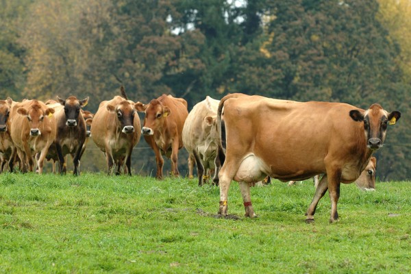 JERSEY DIARY CATTLE - INDUSTRIA FRIGORÍFICA BOA CARNE LTDA