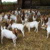 PURE BREED BOER GOAT - INDUSTRIA FRIGORÍFICA BOA CARNE LTDA